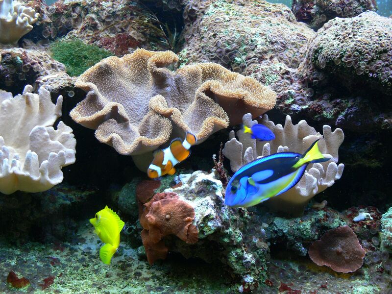 korallen-und-heimatmuseum