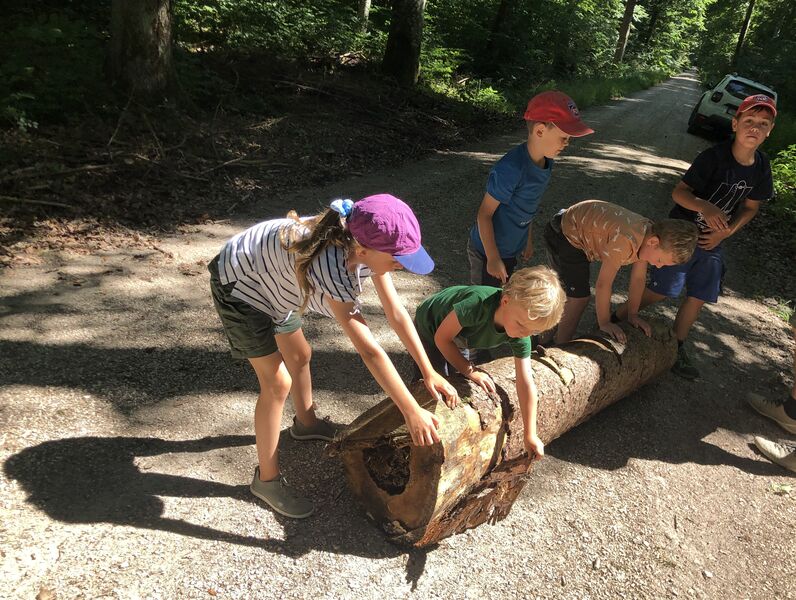 kugelbahn-im-wald-familienaktion