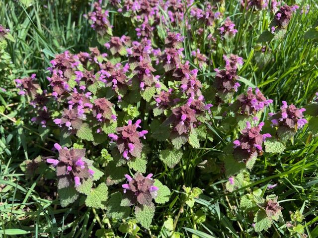 wildkrauter-abenteuer-fur-familien