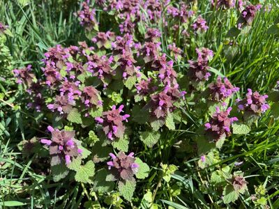 Wildkräuter-Abenteuer für Familien